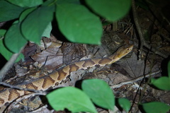 Agkistrodon contortrix