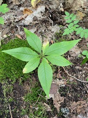 Lysimachia borealis