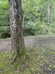 Boletinellus merulioides