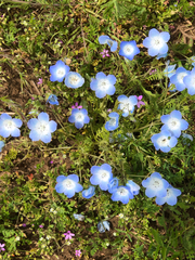 Nemophila