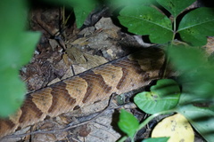 Agkistrodon contortrix