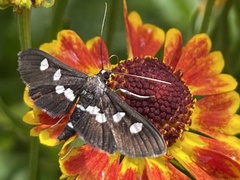 Desmia