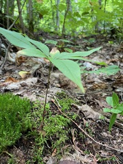 Lysimachia borealis