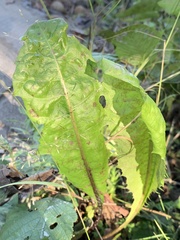 Taraxacum officinale