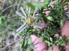 Symphyotrichum lateriflorum