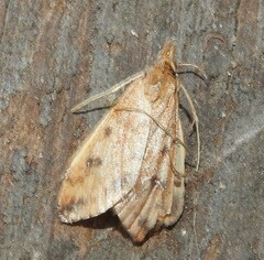 Pyrausta subsequalis