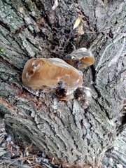 Phellinus