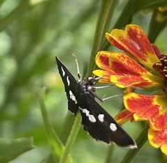 Desmia