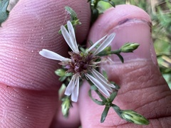 Symphyotrichum lateriflorum