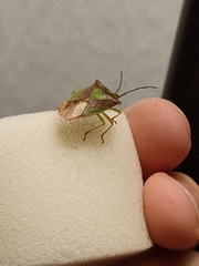 Acanthosoma haemorrhoidale