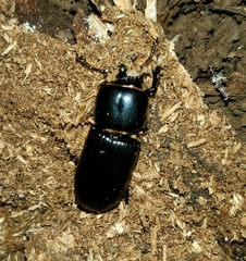 Odontotaenius disjunctus