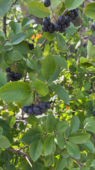 Aronia melanocarpa
