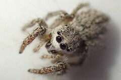 Habronattus hirsutus