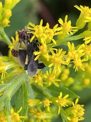 Phymata pennsylvanica