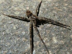 Dolomedes scriptus