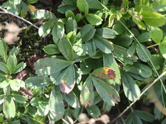 Sibbaldiopsis tridentata