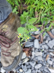 Galinsoga quadriradiata