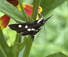 Desmia
