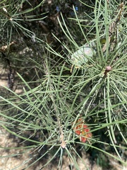 Melaleuca orophila