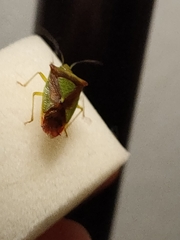 Acanthosoma haemorrhoidale