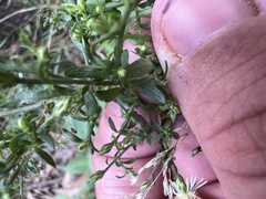 Symphyotrichum lateriflorum
