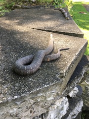 Nerodia sipedon sipedon