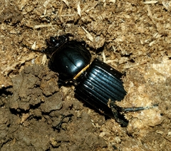 Odontotaenius disjunctus