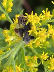 Phymata pennsylvanica