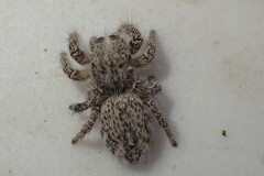 Habronattus hirsutus