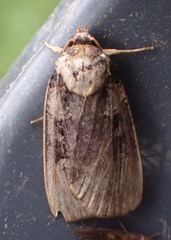 Pseudohermonassa bicarnea