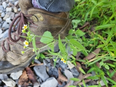 Galinsoga quadriradiata