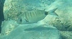 Diplodus sargus