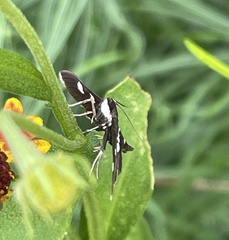 Desmia