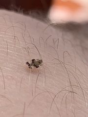 Corythucha marmorata