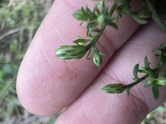 Symphyotrichum lateriflorum