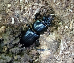 Odontotaenius disjunctus