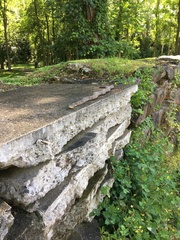 Nerodia sipedon sipedon