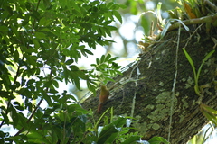 Sittasomus griseicapillus