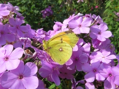 Colias myrmidone