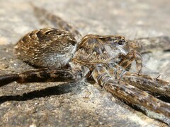 Dolomedes scriptus