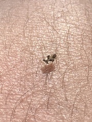 Corythucha marmorata