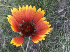Gaillardia