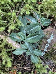 Goodyera oblongifolia