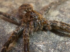 Dolomedes scriptus