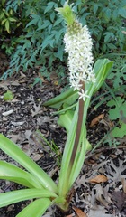 Eucomis comosa