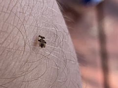 Corythucha marmorata