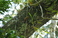 Sittasomus griseicapillus