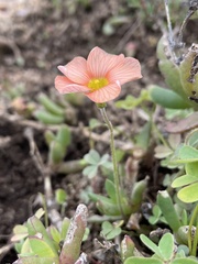 Oxalis obtusa
