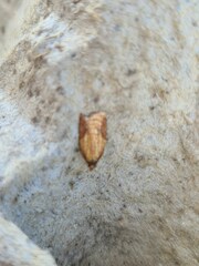 Acleris
