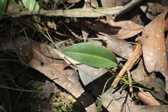 Cryptostylis